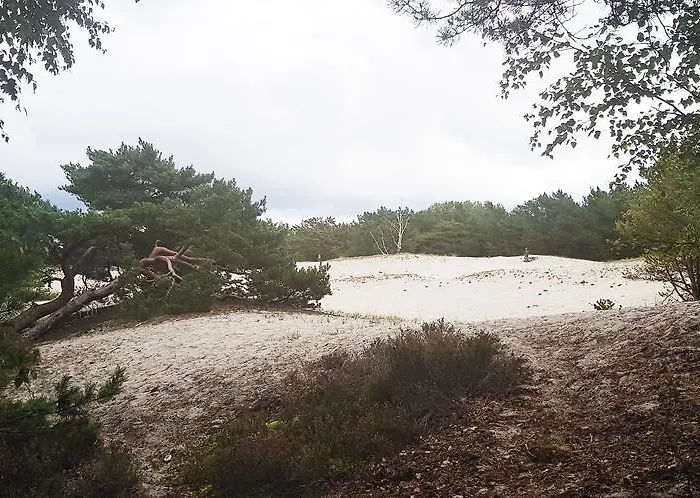 Na Wydmach. Spokój. Cisza. Dookoła Apartament *